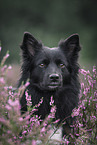 Icelandic Sheepdog in summer