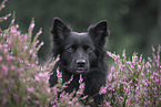 Icelandic Sheepdog in summer