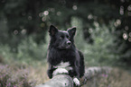 Icelandic Sheepdog in summer