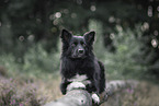 Icelandic Sheepdog in summer