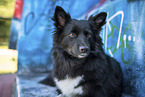 Icelandic Sheepdog in front of scratchwork