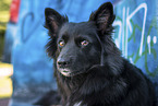 Icelandic Sheepdog in front of scratchwork