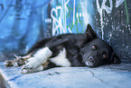 Icelandic Sheepdog in front of scratchwork