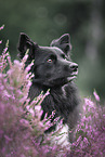 Icelandic Sheepdog in summer