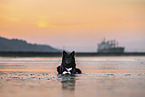 Icelandic Sheepdog at the beach