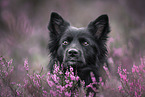 Icelandic Sheepdog in summer