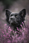 Icelandic Sheepdog in summer