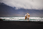 Icelandic Sheepdog