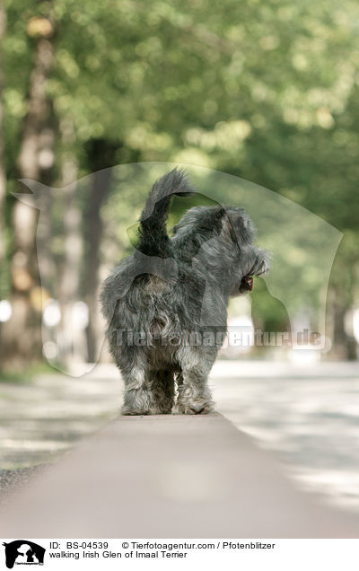laufender Irish Glen of Imaal Terrier / walking Irish Glen of Imaal Terrier / BS-04539