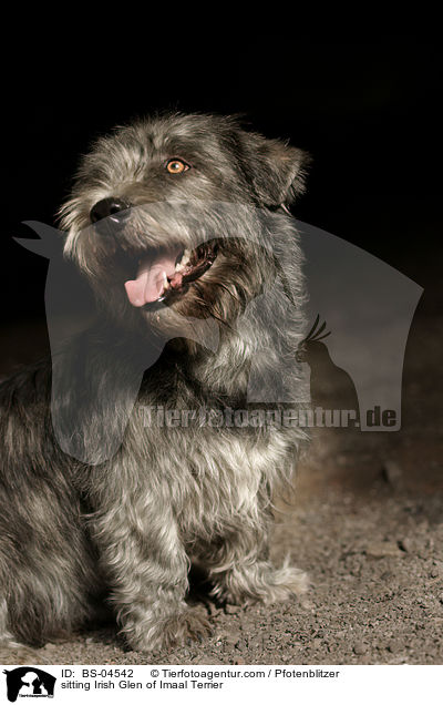 sitzender Irish Glen of Imaal Terrier / sitting Irish Glen of Imaal Terrier / BS-04542