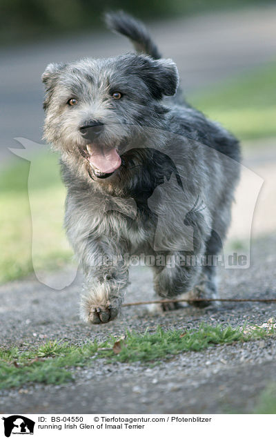 rennender Irish Glen of Imaal Terrier / running Irish Glen of Imaal Terrier / BS-04550