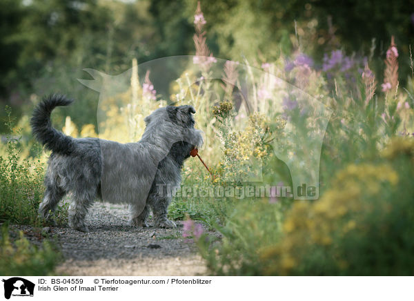 Irish Glen of Imaal Terrier / Irish Glen of Imaal Terrier / BS-04559