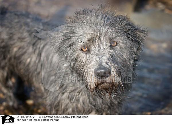 Irish Glen of Imaal Terrier Portrait / Irish Glen of Imaal Terrier Portrait / BS-04572