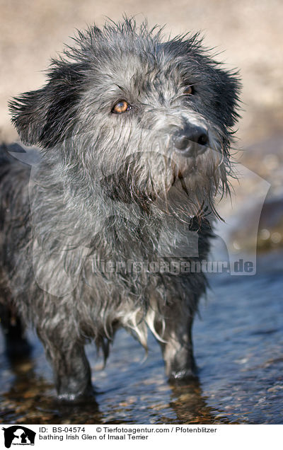bathing Irish Glen of Imaal Terrier / BS-04574