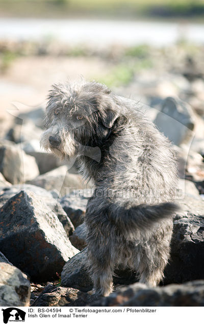 Irish Glen of Imaal Terrier / Irish Glen of Imaal Terrier / BS-04594