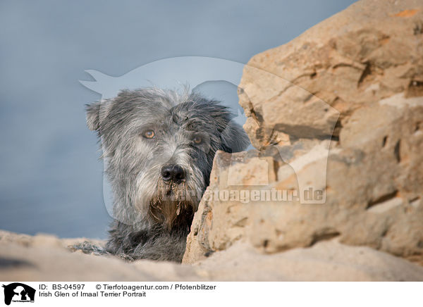 Irish Glen of Imaal Terrier Portrait / Irish Glen of Imaal Terrier Portrait / BS-04597