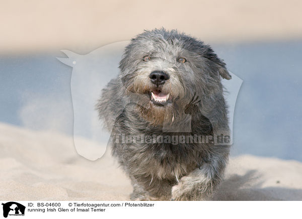 rennender Irish Glen of Imaal Terrier / running Irish Glen of Imaal Terrier / BS-04600