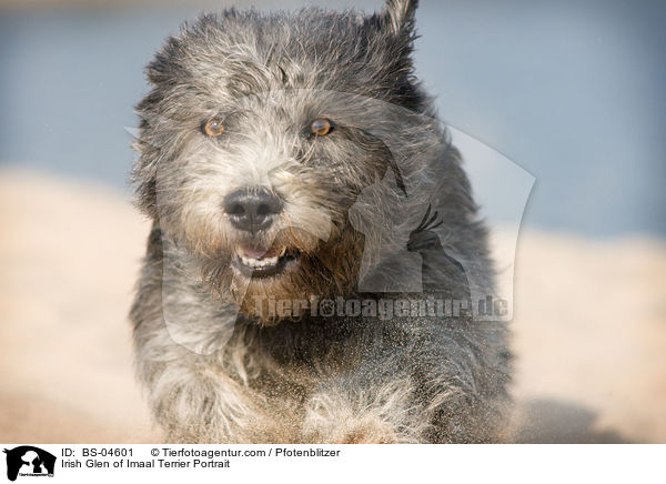 Irish Glen of Imaal Terrier Portrait / Irish Glen of Imaal Terrier Portrait / BS-04601