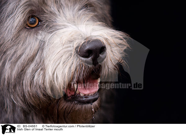 Irish Glen of Imaal Terrier Maul / Irish Glen of Imaal Terrier mouth / BS-04661