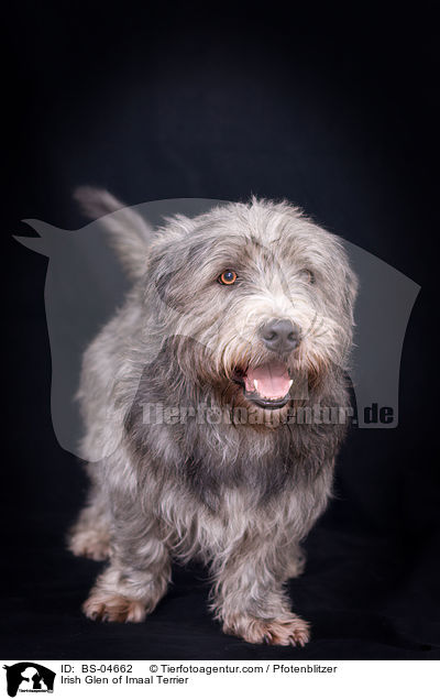 Irish Glen of Imaal Terrier / BS-04662