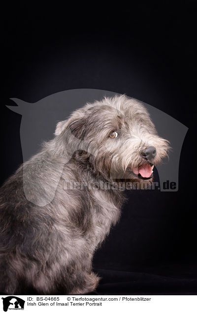 Irish Glen of Imaal Terrier Portrait / BS-04665