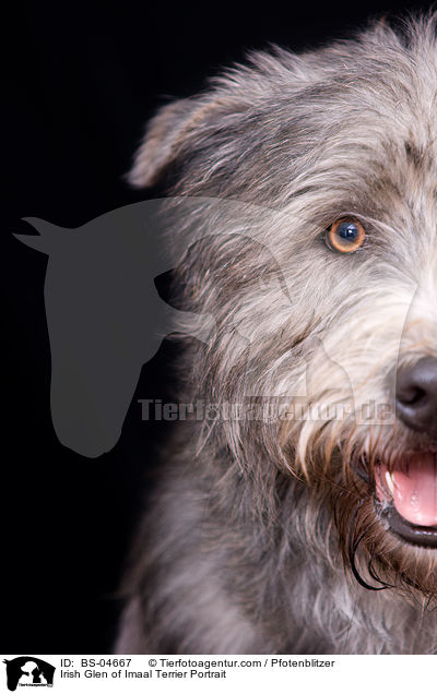 Irish Glen of Imaal Terrier Portrait / Irish Glen of Imaal Terrier Portrait / BS-04667