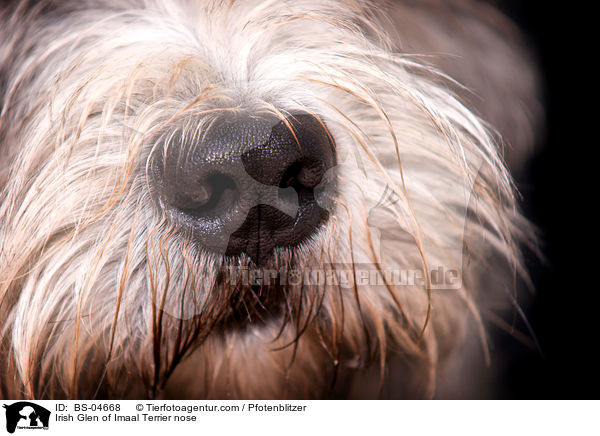 Irish Glen of Imaal Terrier Nase / Irish Glen of Imaal Terrier nose / BS-04668