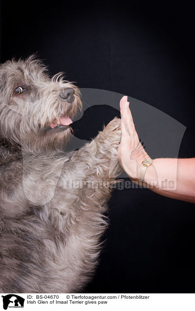 Irish Glen of Imaal Terrier gibt Pftchen / Irish Glen of Imaal Terrier gives paw / BS-04670