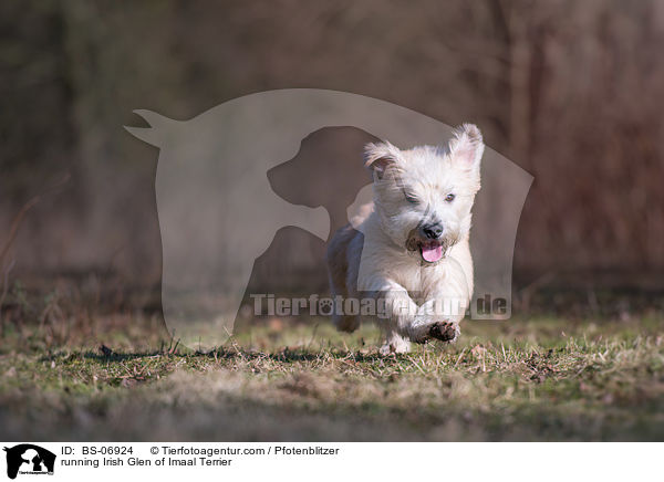 running Irish Glen of Imaal Terrier / BS-06924
