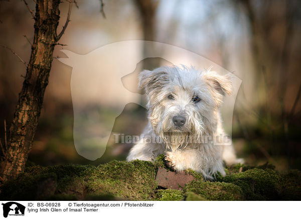 liegender Irish Glen of Imaal Terrier / lying Irish Glen of Imaal Terrier / BS-06928