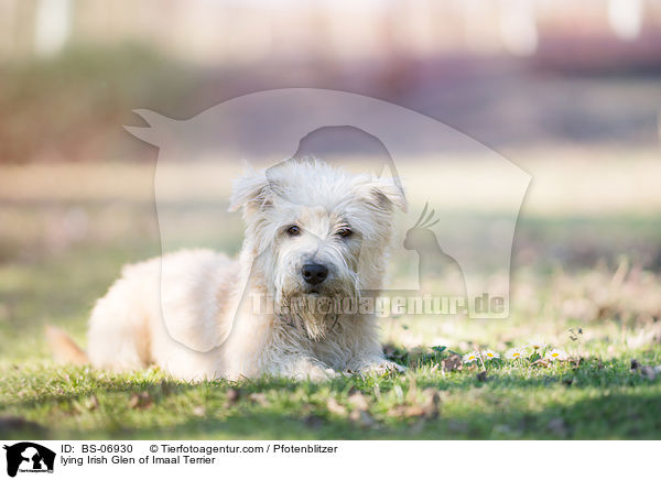 liegender Irish Glen of Imaal Terrier / lying Irish Glen of Imaal Terrier / BS-06930