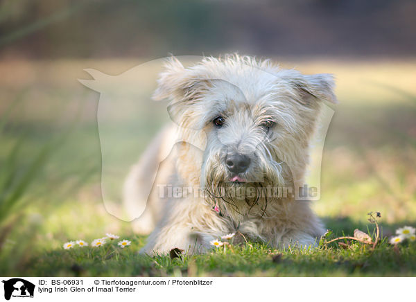liegender Irish Glen of Imaal Terrier / lying Irish Glen of Imaal Terrier / BS-06931