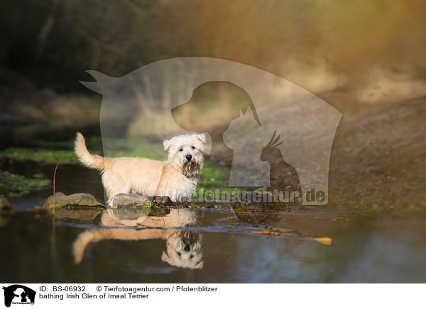 bathing Irish Glen of Imaal Terrier / BS-06932