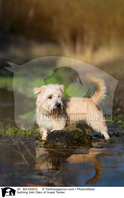 badender Irish Glen of Imaal Terrier / bathing Irish Glen of Imaal Terrier / BS-06933