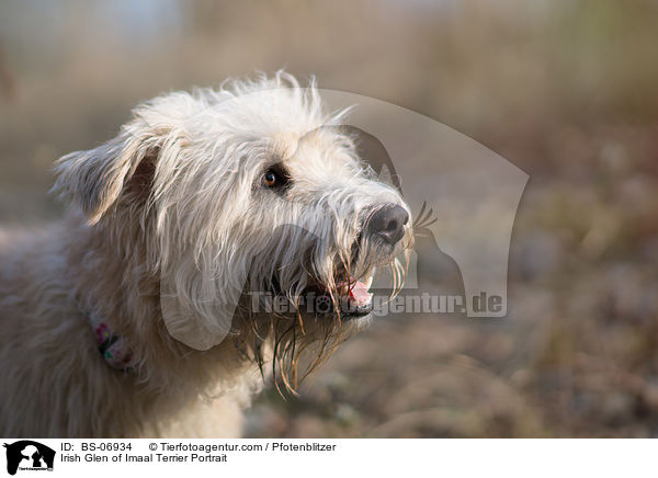 Irish Glen of Imaal Terrier Portrait / Irish Glen of Imaal Terrier Portrait / BS-06934
