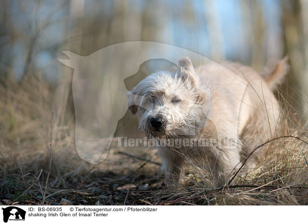 shaking Irish Glen of Imaal Terrier / BS-06935