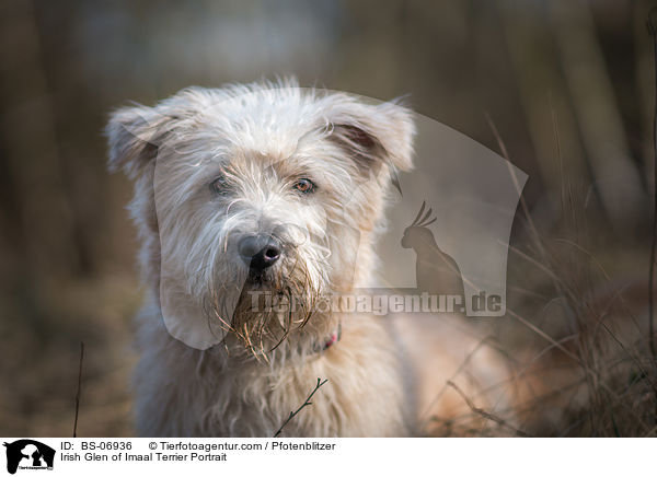 Irish Glen of Imaal Terrier Portrait / Irish Glen of Imaal Terrier Portrait / BS-06936