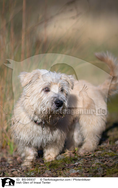 Irish Glen of Imaal Terrier / Irish Glen of Imaal Terrier / BS-06937