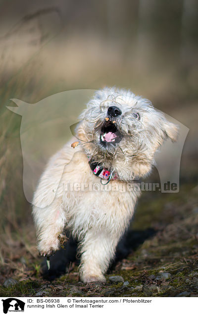 running Irish Glen of Imaal Terrier / BS-06938