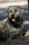 sitting Irish Glen of Imaal Terrier