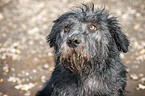 Irish Glen of Imaal Terrier Portrait