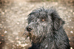 Irish Glen of Imaal Terrier Portrait