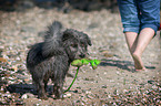 Irish Glen of Imaal Terrier