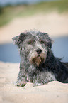 lying Irish Glen of Imaal Terrier