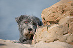 Irish Glen of Imaal Terrier Portrait