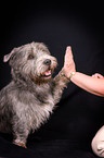 Irish Glen of Imaal Terrier gives paw