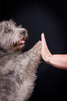 Irish Glen of Imaal Terrier gives paw