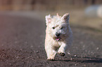running Irish Glen of Imaal Terrier