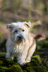 Irish Glen of Imaal Terrier