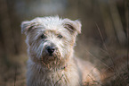 Irish Glen of Imaal Terrier Portrait